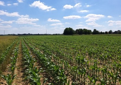 działka na sprzedaż - Iwanowice, Celiny