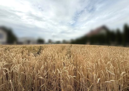 działka na sprzedaż - Zielonki, Dziekanowice