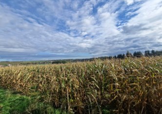 działka na sprzedaż - Skała (gw), Cianowice Małe