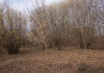 działka na sprzedaż - Zielonki, Bibice