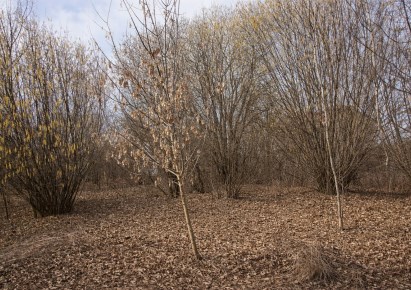 działka na sprzedaż - Zielonki, Bibice
