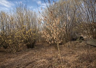 działka na sprzedaż - Zielonki, Bibice