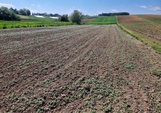 działka na sprzedaż - Michałowice (gw), Pielgrzymowice