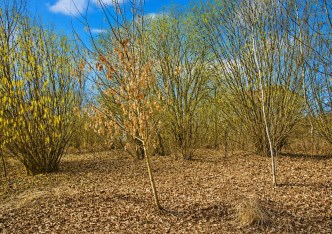 działka na sprzedaż - Zielonki, Bibice