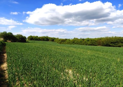 działka na sprzedaż - Skała (gw), Grodzisko